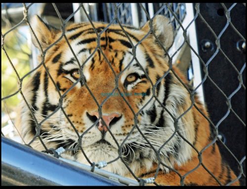 TIPS FOR SELECTING THE RIGHT TYPE OF ZOO FENCES